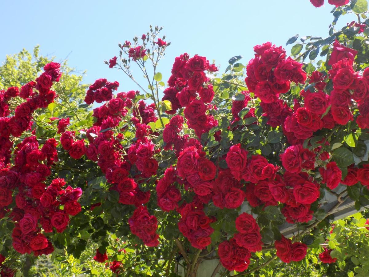 Des Roses 2* פלאטניאס